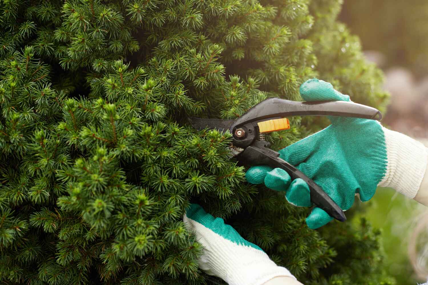 Best Tree Pruning Services  in USA